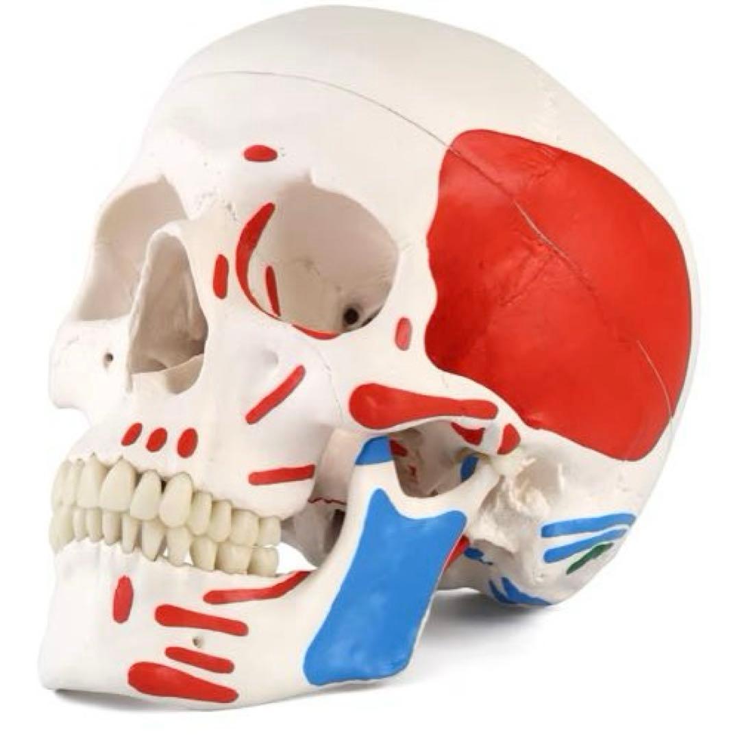 3B Scientific A23 頭蓋骨モデル