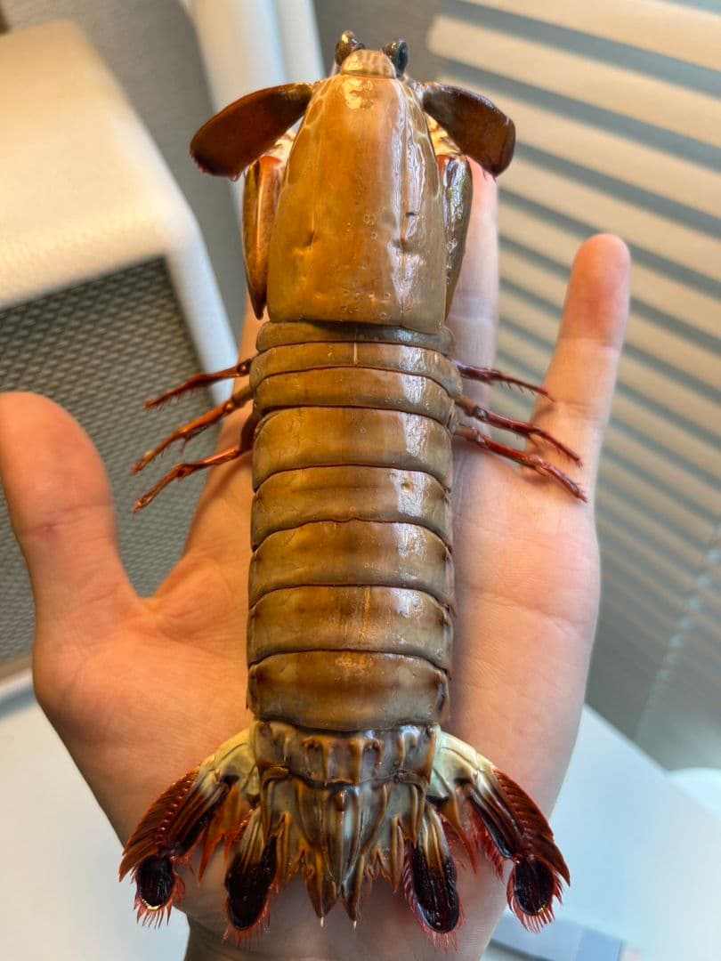 モンハナシャコ 蟹カニガニ甲殻類エビ蝦蛄タランチュラ標本