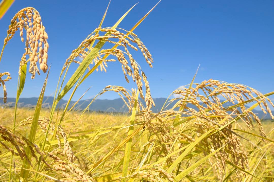 無農薬コシヒカリ白米１０キロ