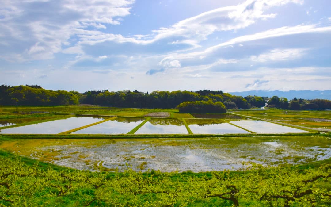 無農薬コシヒカリ白米１０キロ