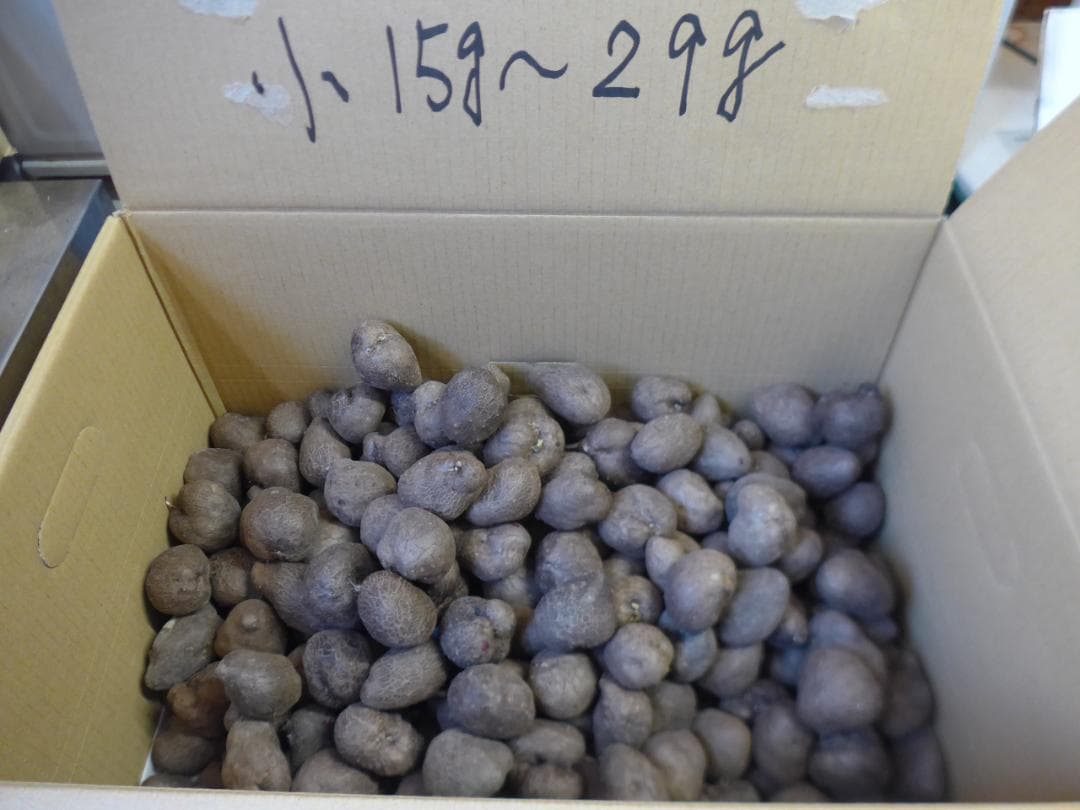 【専用出品】紫山芋のむかご20g～50g合計400個を特別販売!