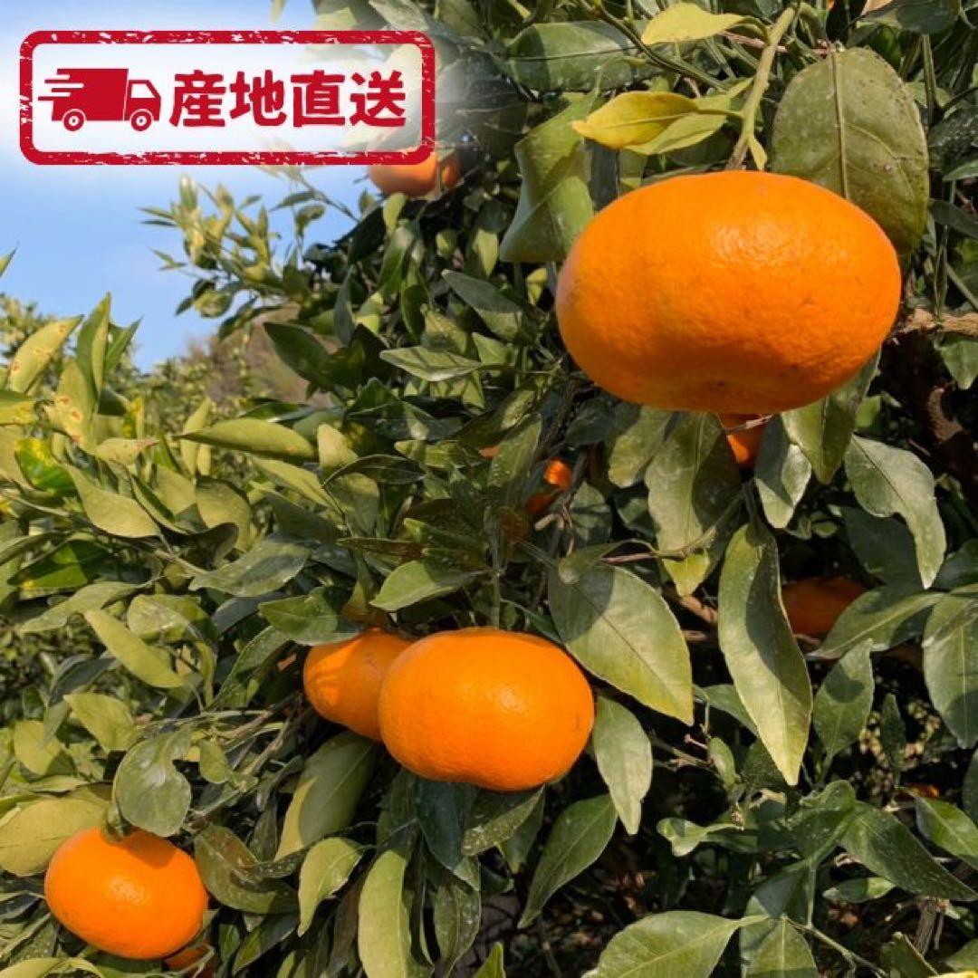 【甘平】約15kg 訳あり サイズ混合 かんぺい 柑橘 みかん 家庭用 農家直送