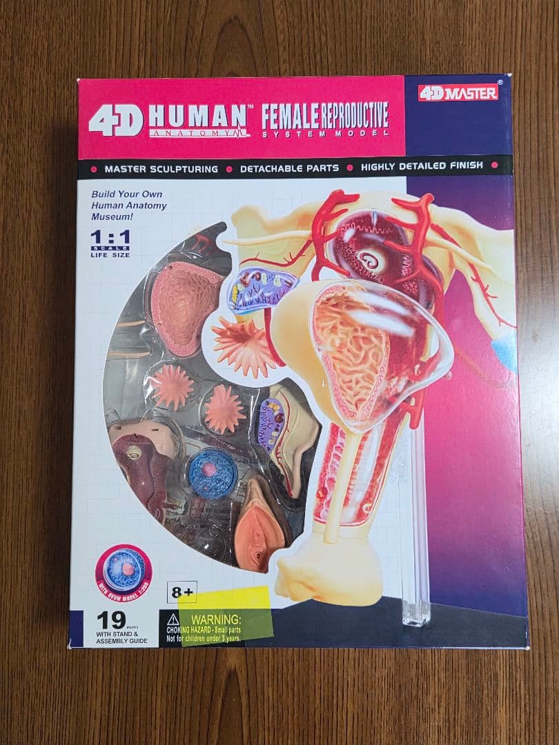 人体模型 4D HUMAN ANATOMYM
