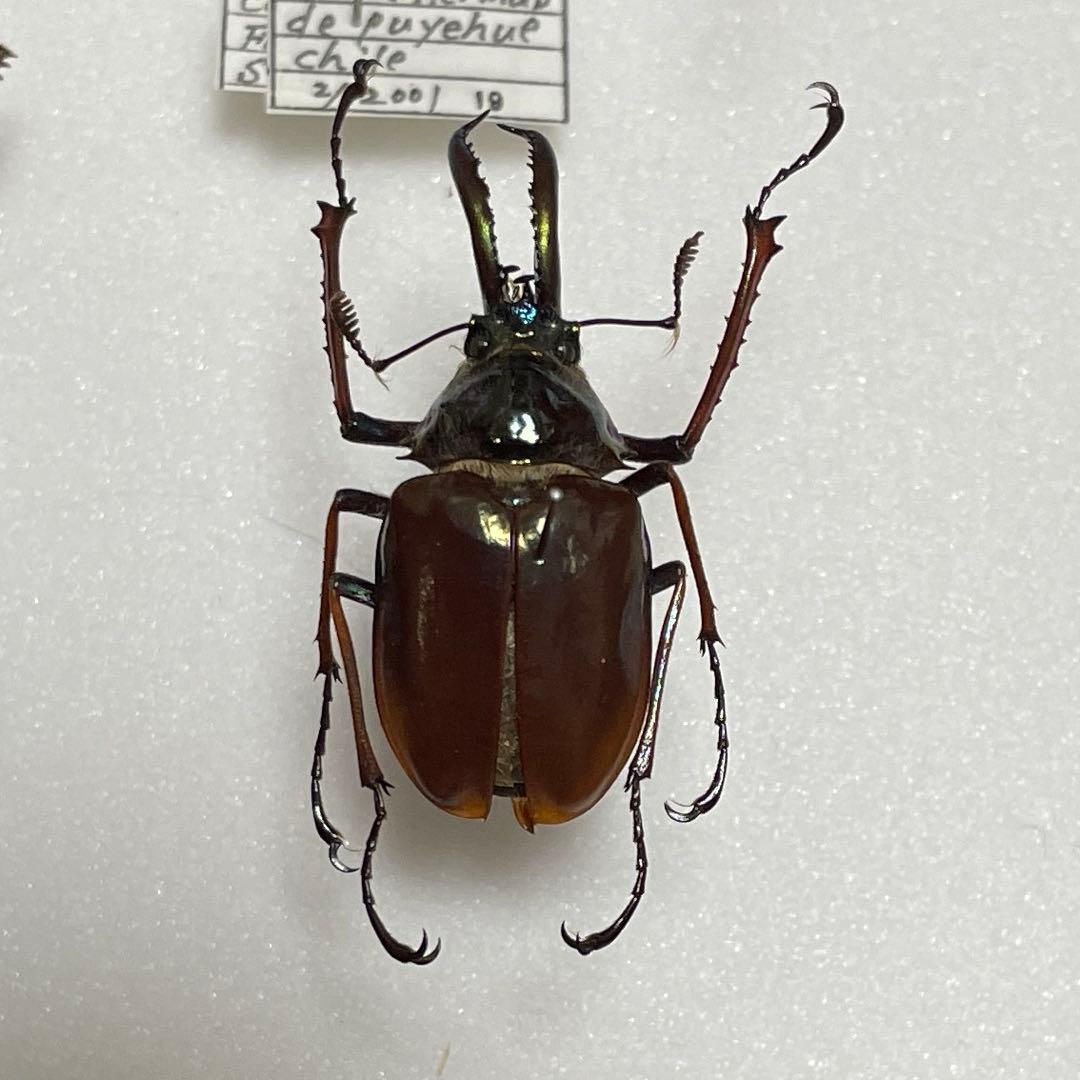 チリクワガタ　標本