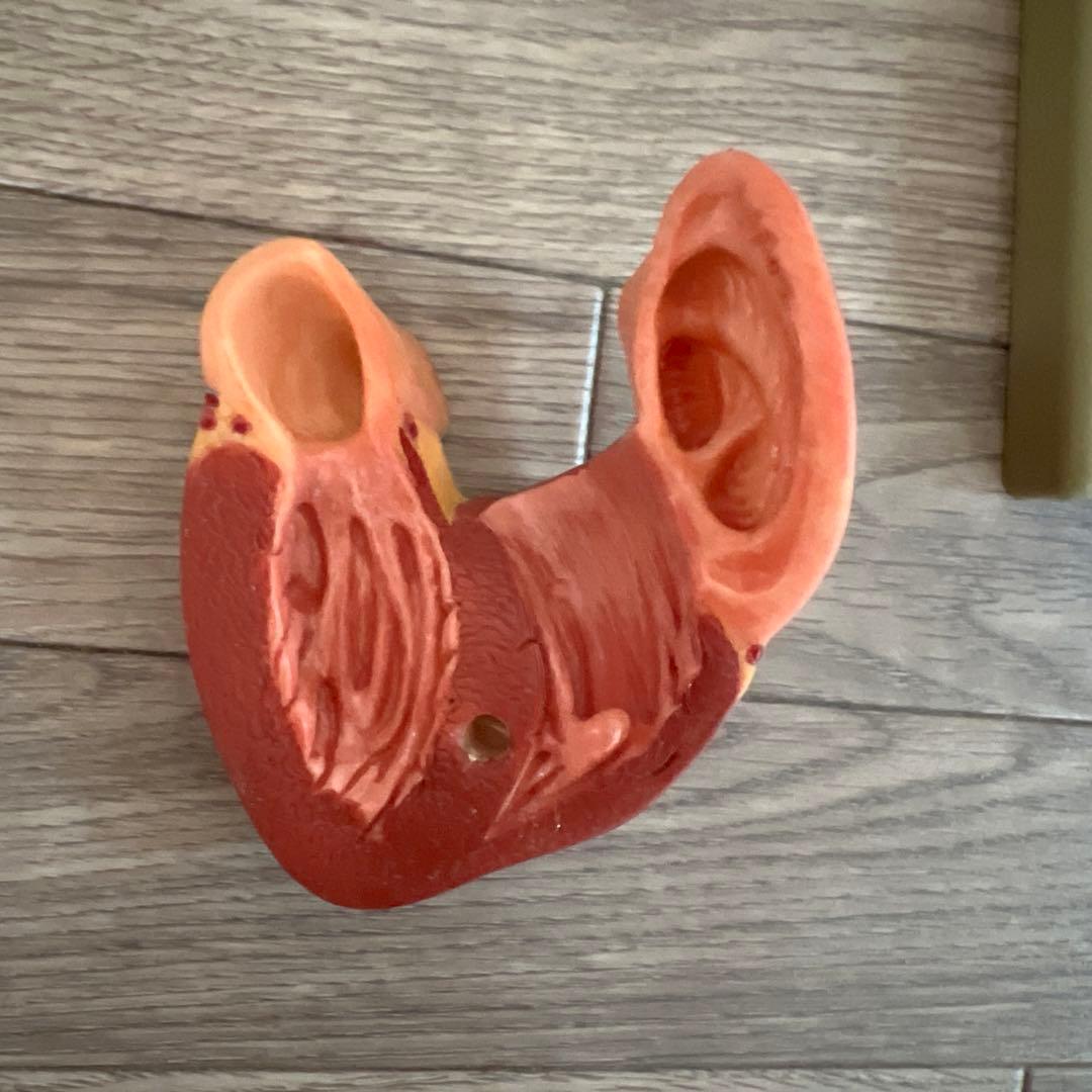 心臓　模型　中村　nakamura 学校備品　理科　病院　接骨院　整体　カイロ