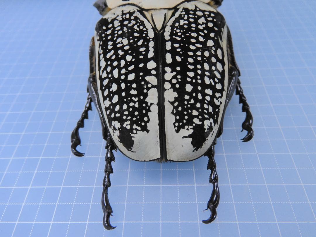 超特大　コンゴ産　シラフオオツノハナムグリ　99mm