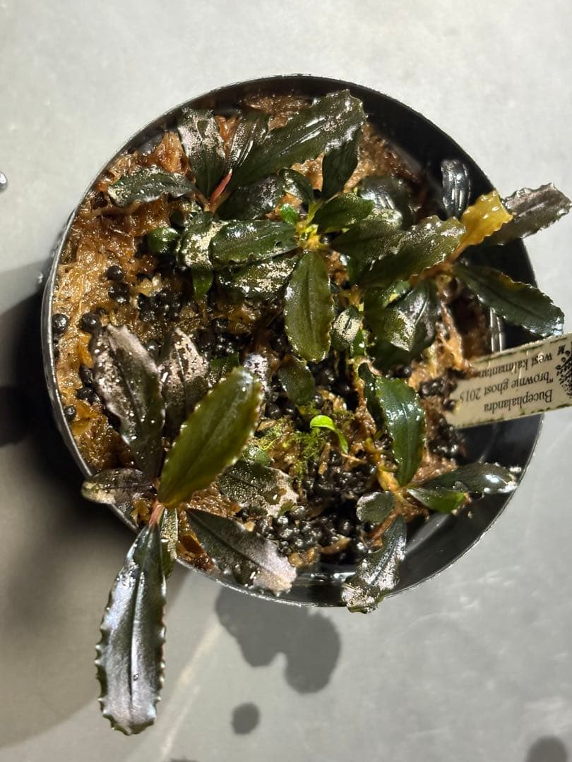 水草 Bucephalandra sp.Ghost west kalimantan