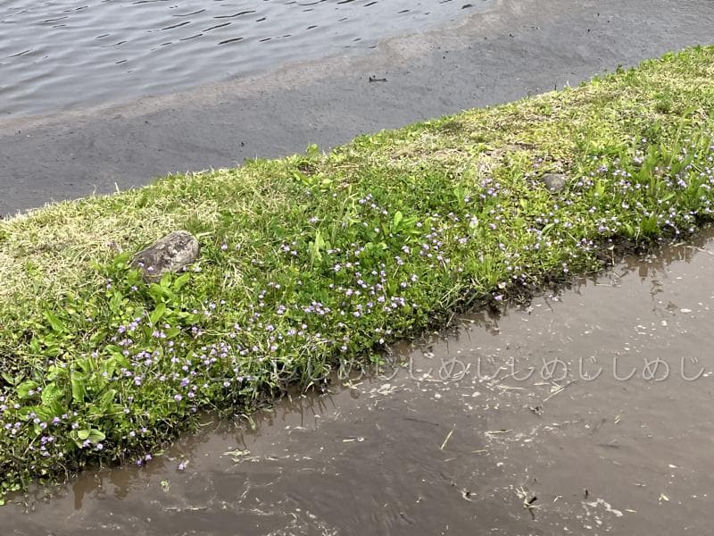 魚沼産コシヒカリ　令和7年産　白米　10キロ　米農家直送②