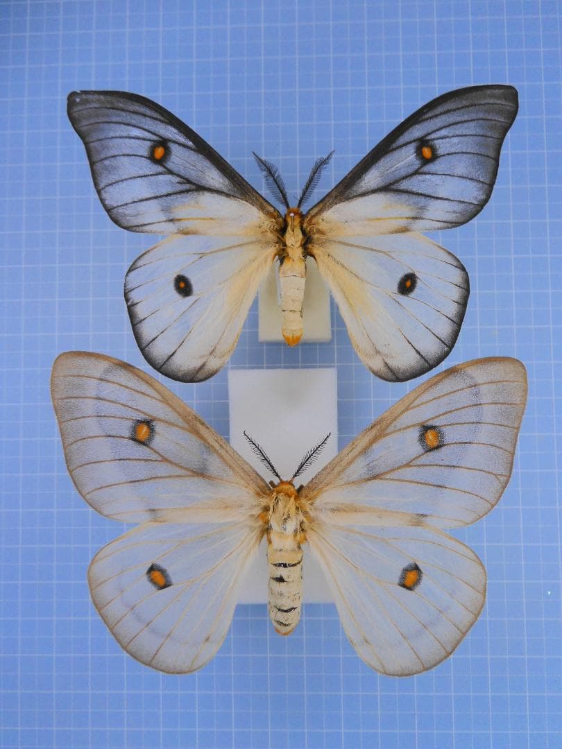 標本 Ceranchia apollina1 pair 104mm 108mm