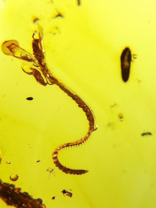 琥珀 虫入り 天然 アンバー  罕石卵  天然石  ムカデ 百足  甲虫