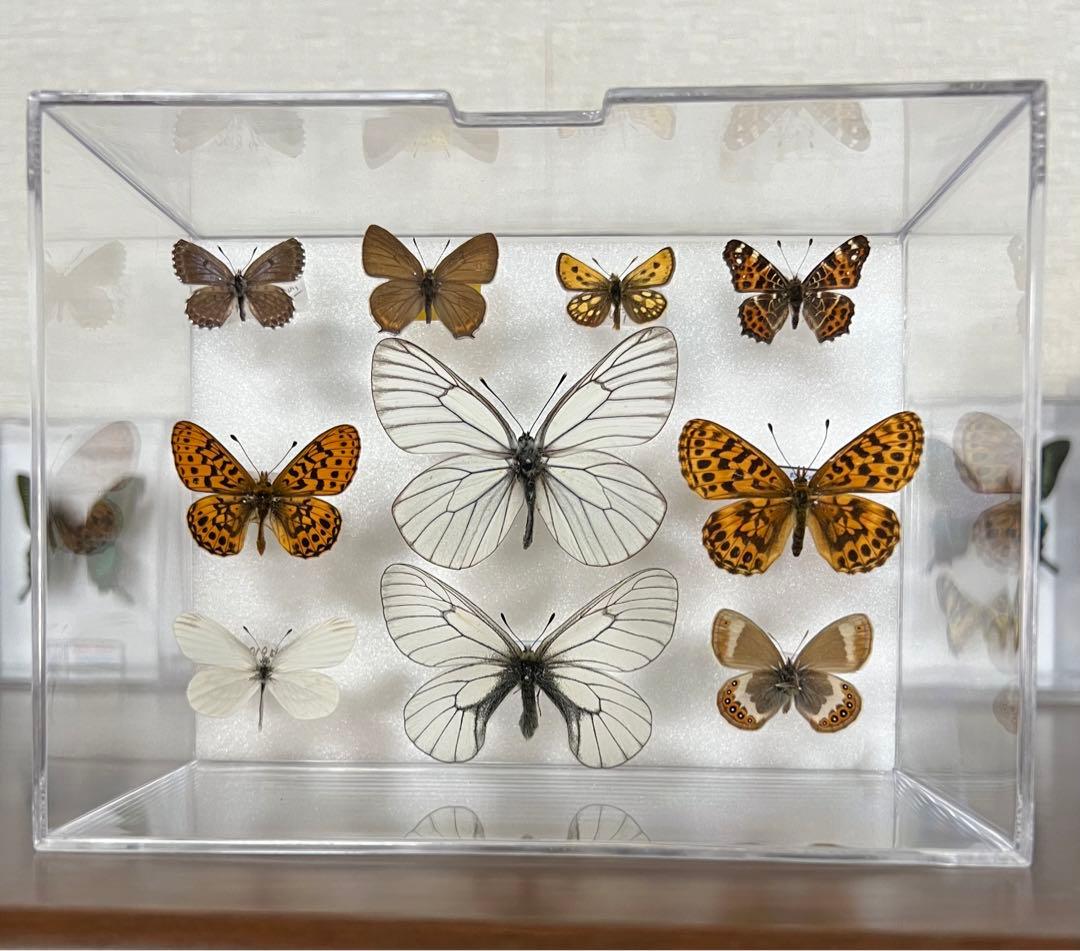 北海道特産種の蝶　標本
