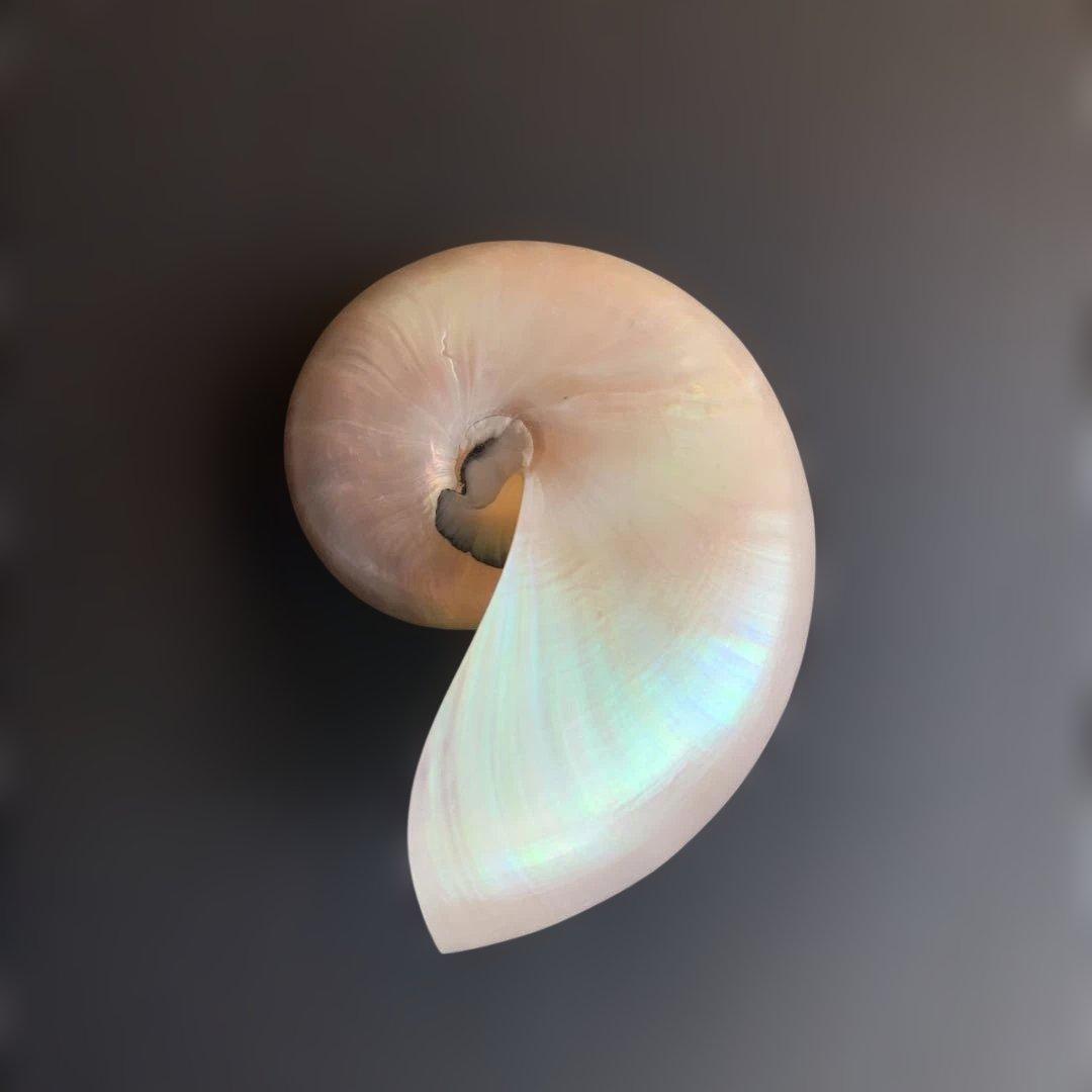 値下げ中！虹色光沢の螺旋貝殻