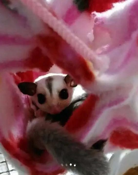 モモンガハウス(花柄Ver.2)  春・秋仕様      特価❗️ 1300円