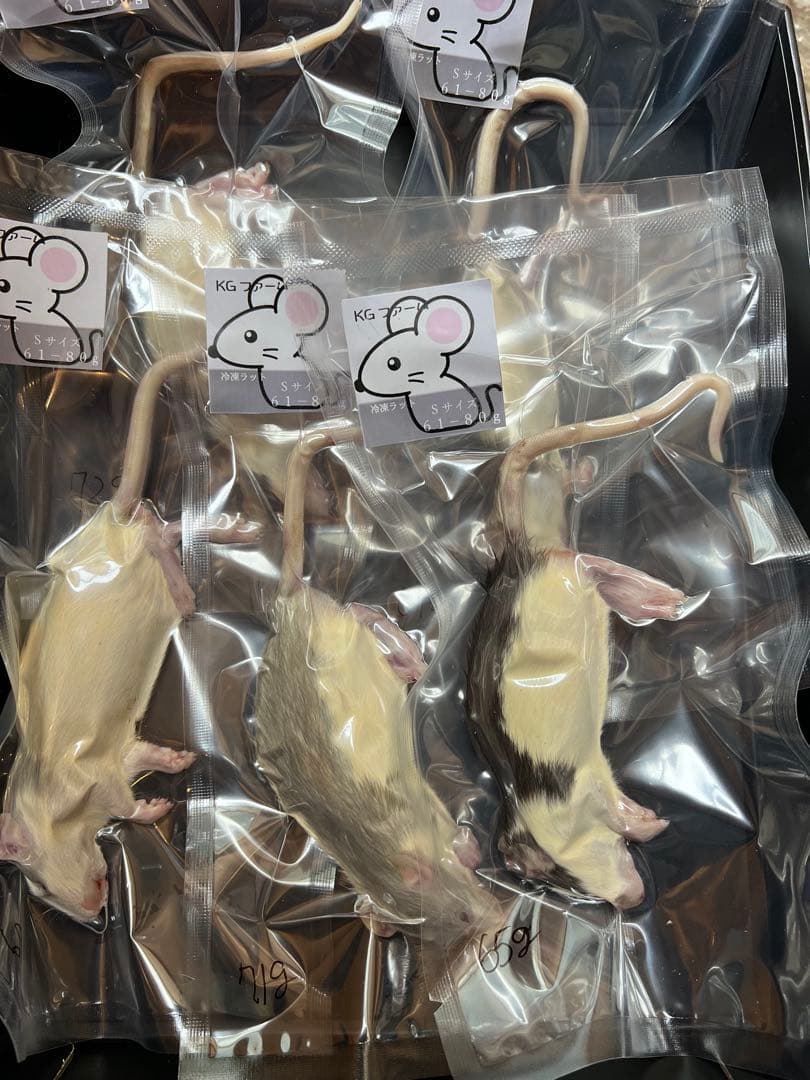 ☆冷凍ラット☆sevmedaka様ご予約品