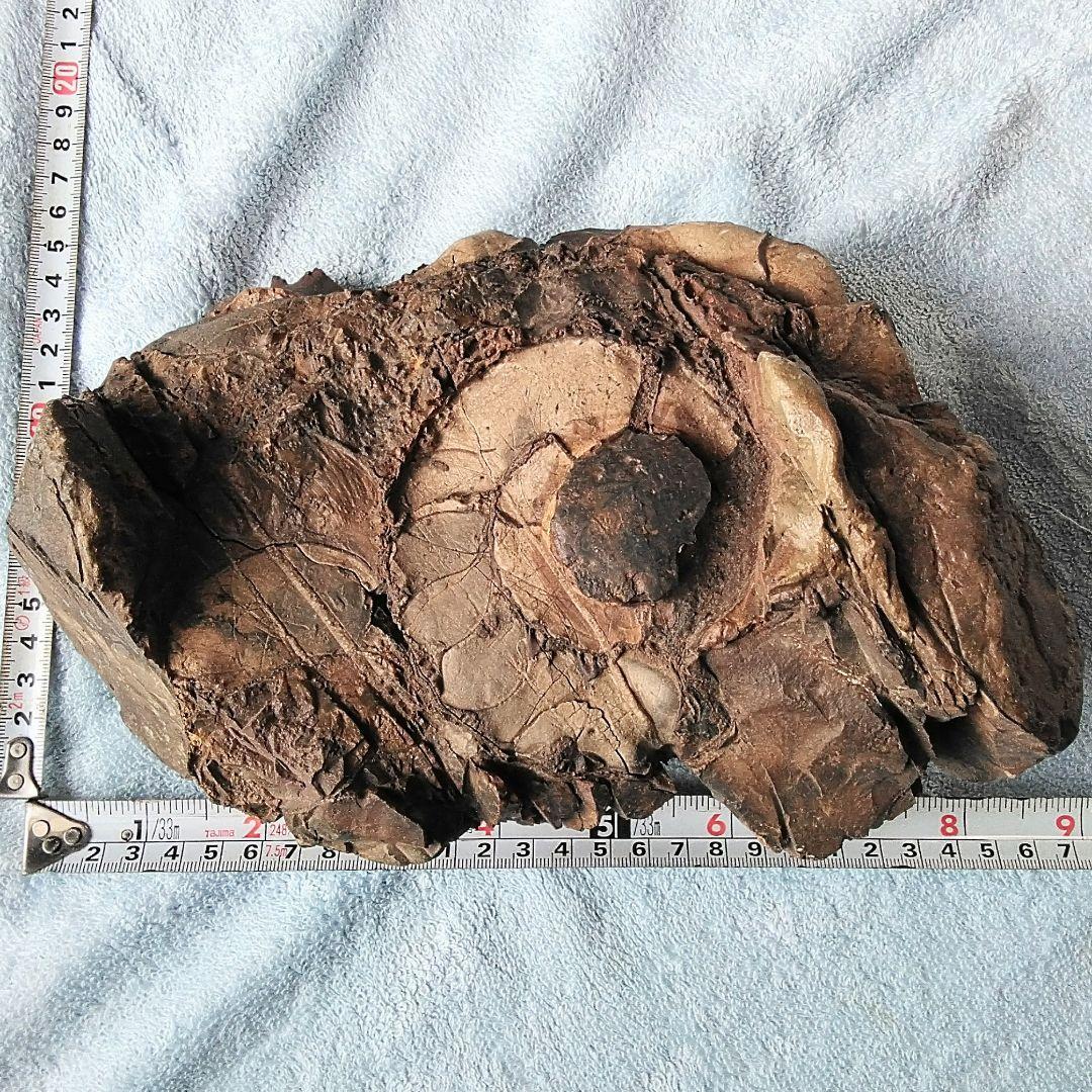 【珍しいアンモナイト化石(約４.５kg )・北海道:羽幌産:白亜紀】