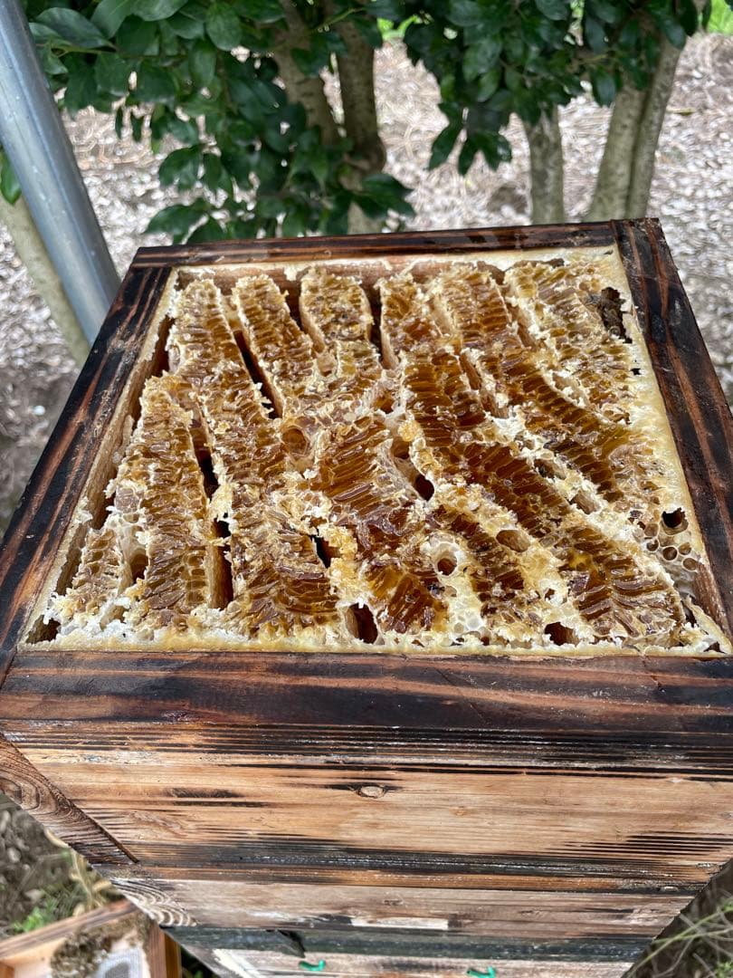 日本蜜蜂のハチミツ1100g×1本