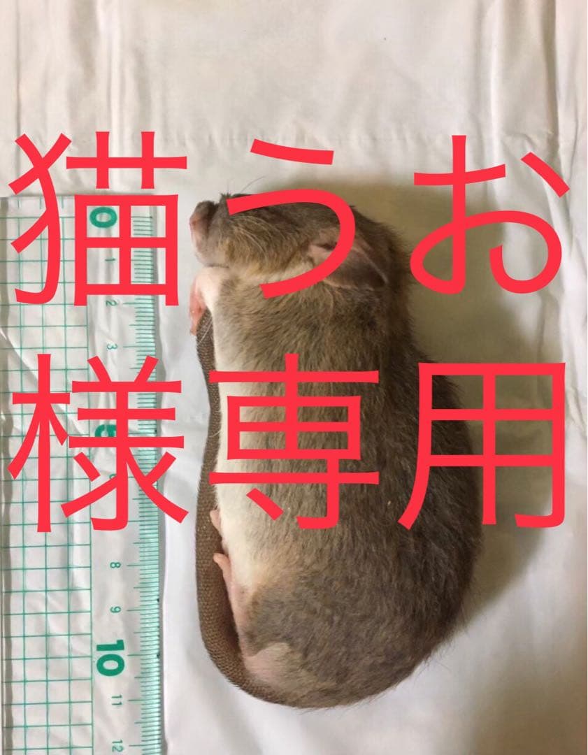 冷凍PL50 F30 H20 ADM20 ADL50 SM30 M30 ML30