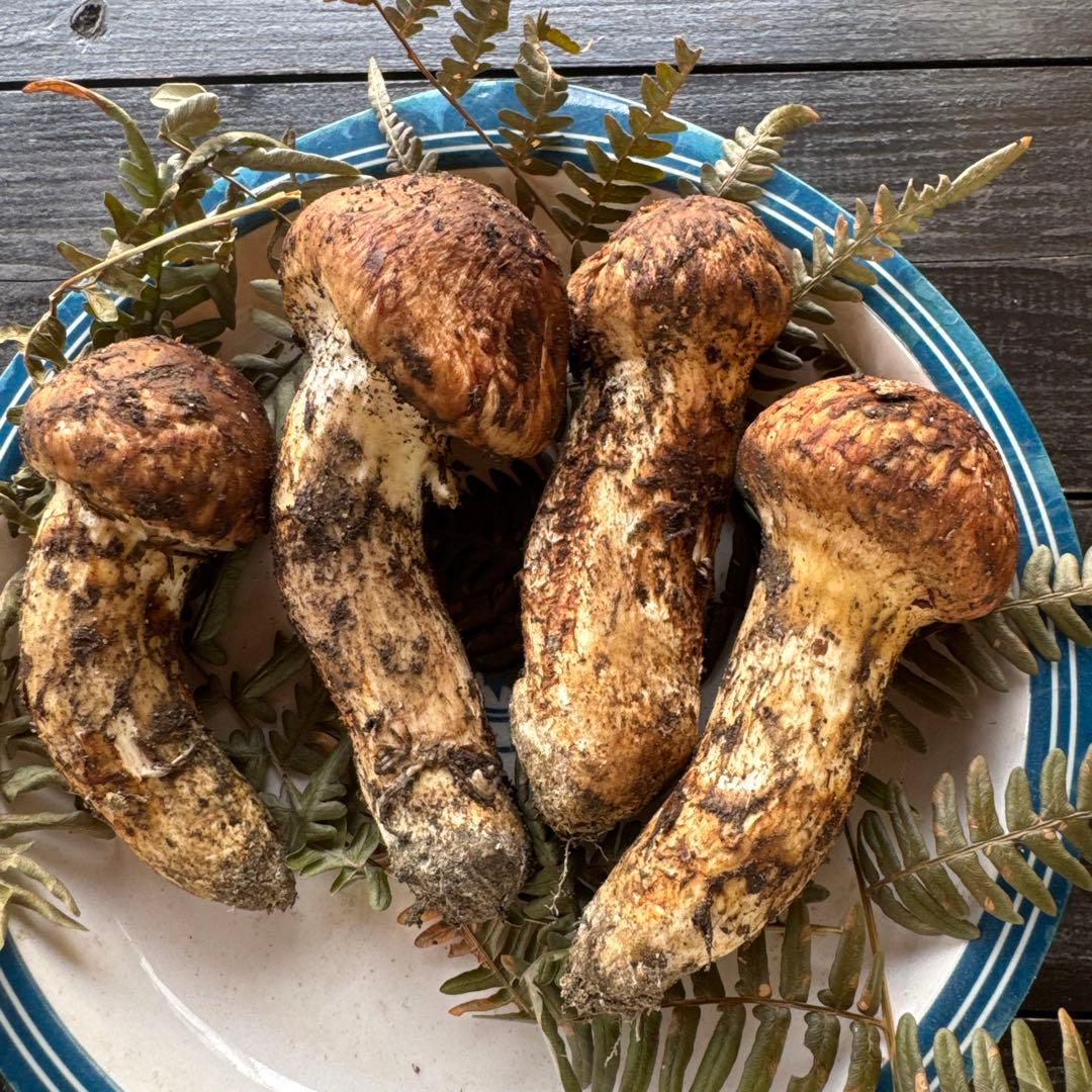 10/15朝採れ南信州産松茸200g