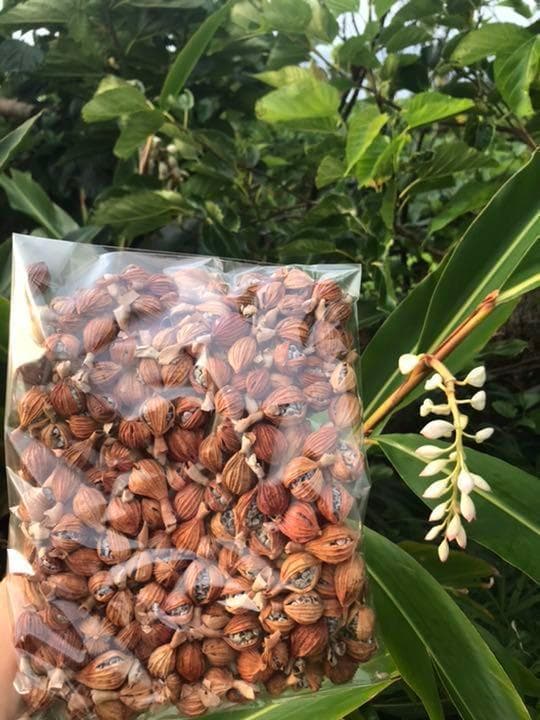 【石垣島産】 月桃茶・実の乾燥　３キロ