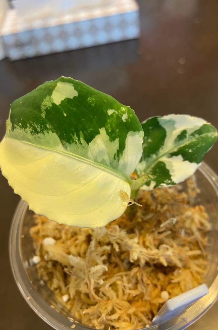 アグラオネマ　アチェ産　バリエガータ　斑入り