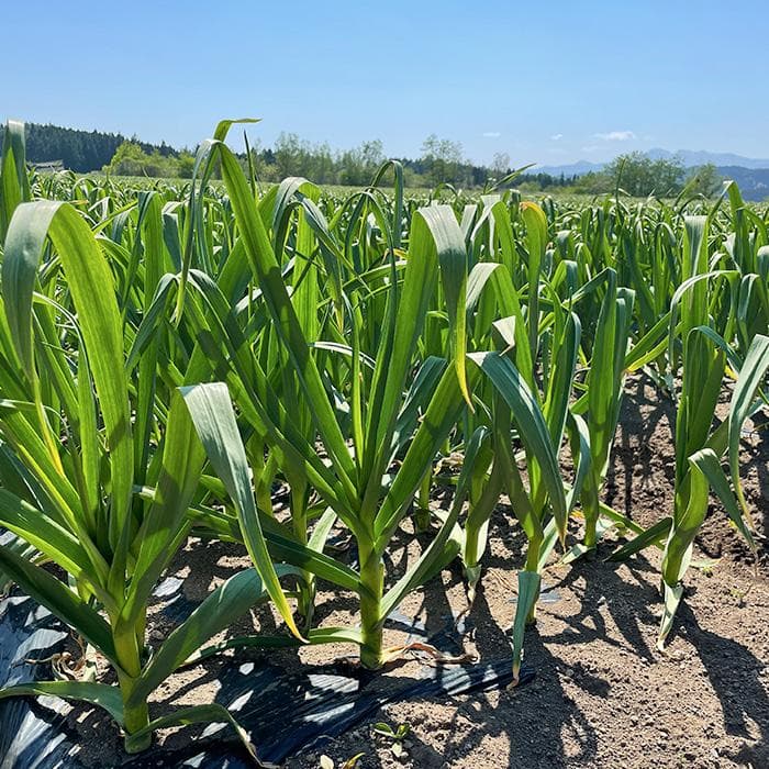 【最上級品】青森県倉石産にんにく福地ホワイト六片種Mサイズ 10kg