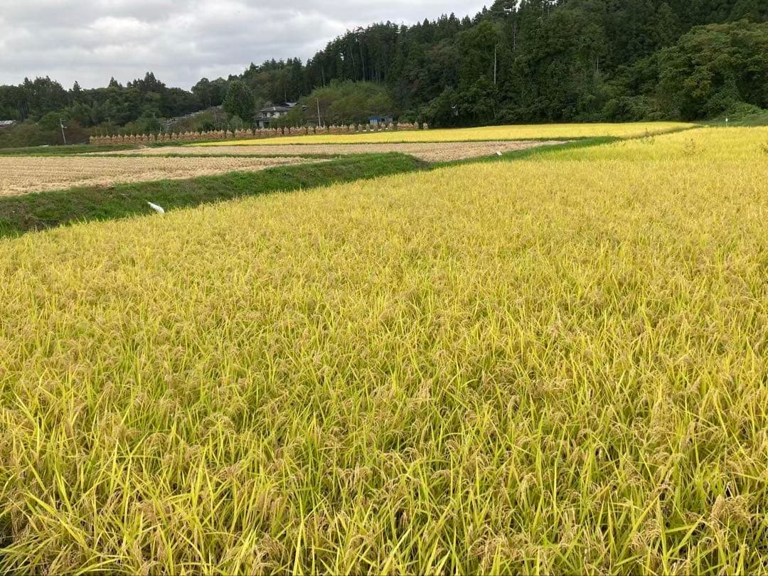 農家直送 岩手県令和7年産ひとめぼれ 玄米30キロ