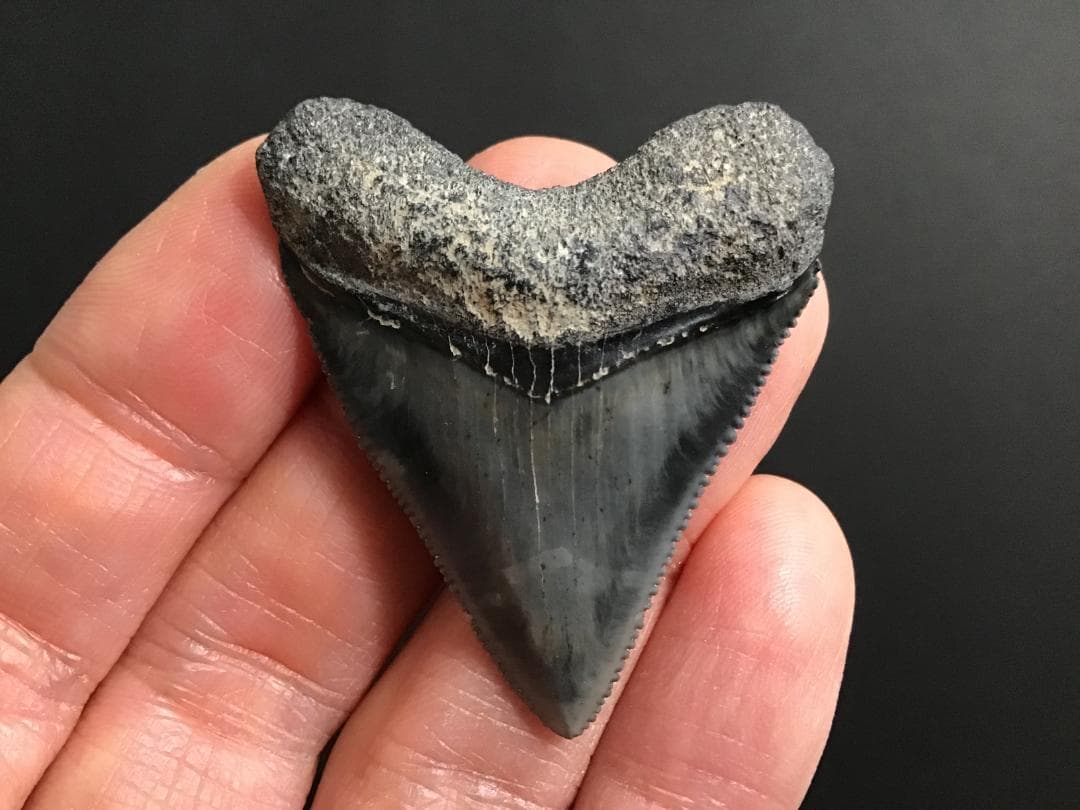 メガロドンの歯 [MG143] 超希少