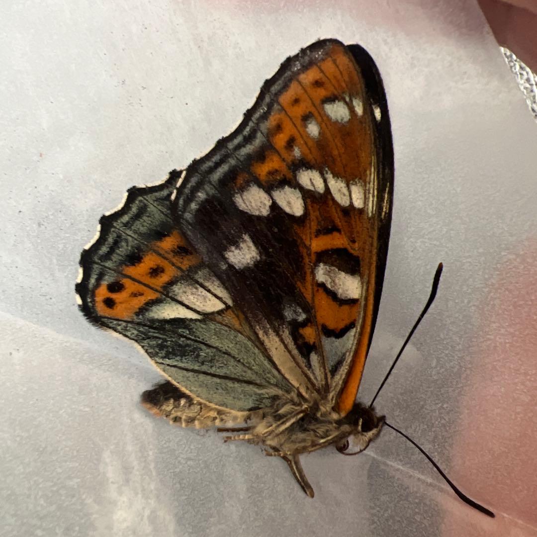 オオイチモンジ　モンゴル産　10頭セット