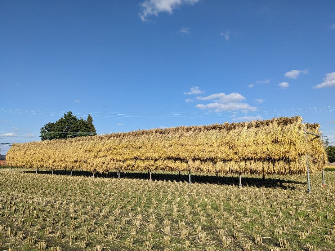 こだわりのお米 玄米10kg [天日干し・無農薬・有機肥料・籾保存]_1