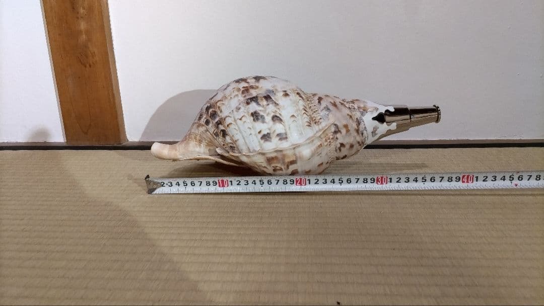 法螺貝　⑧