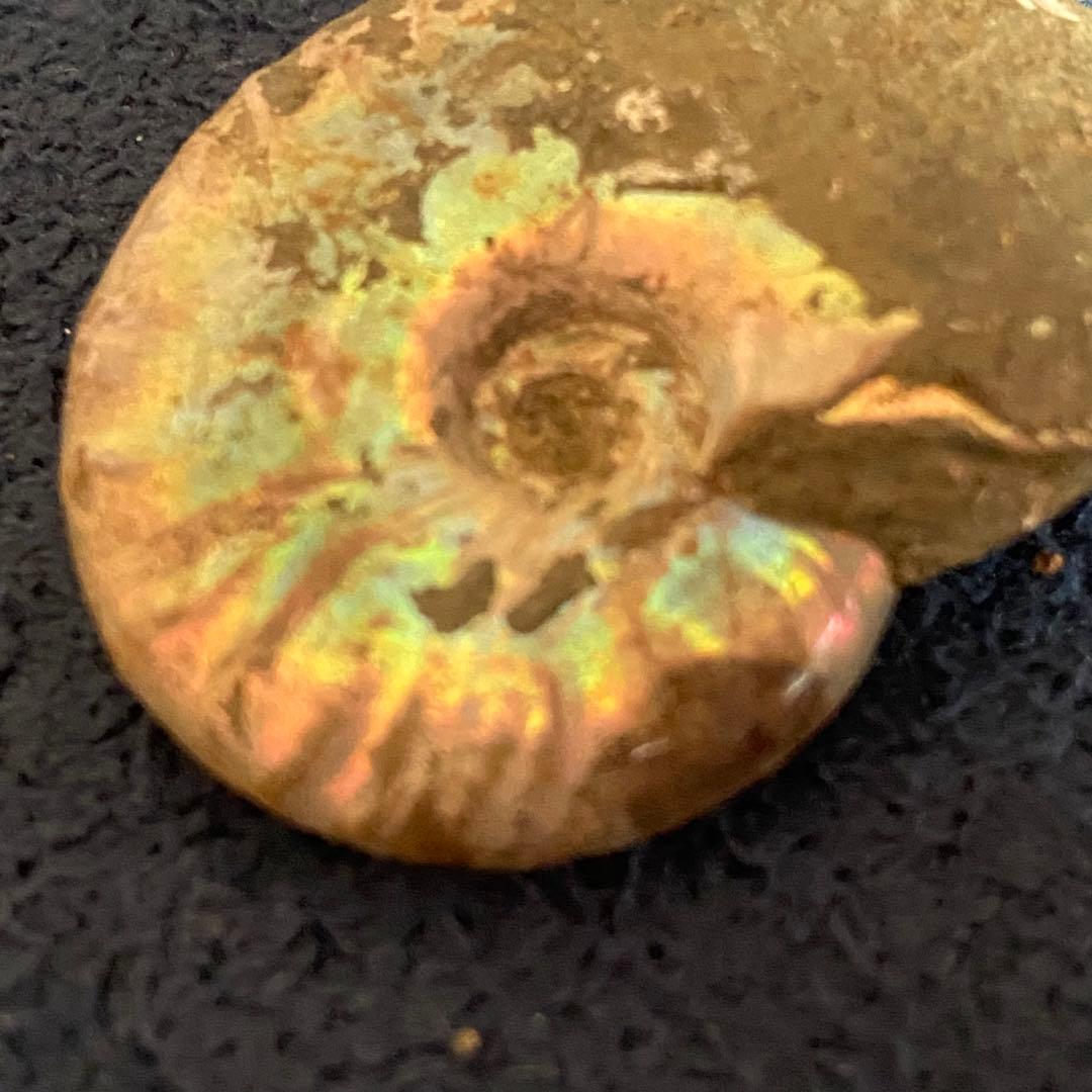 アンモナイト オパール化 一部メノウ化 マダガスカル産