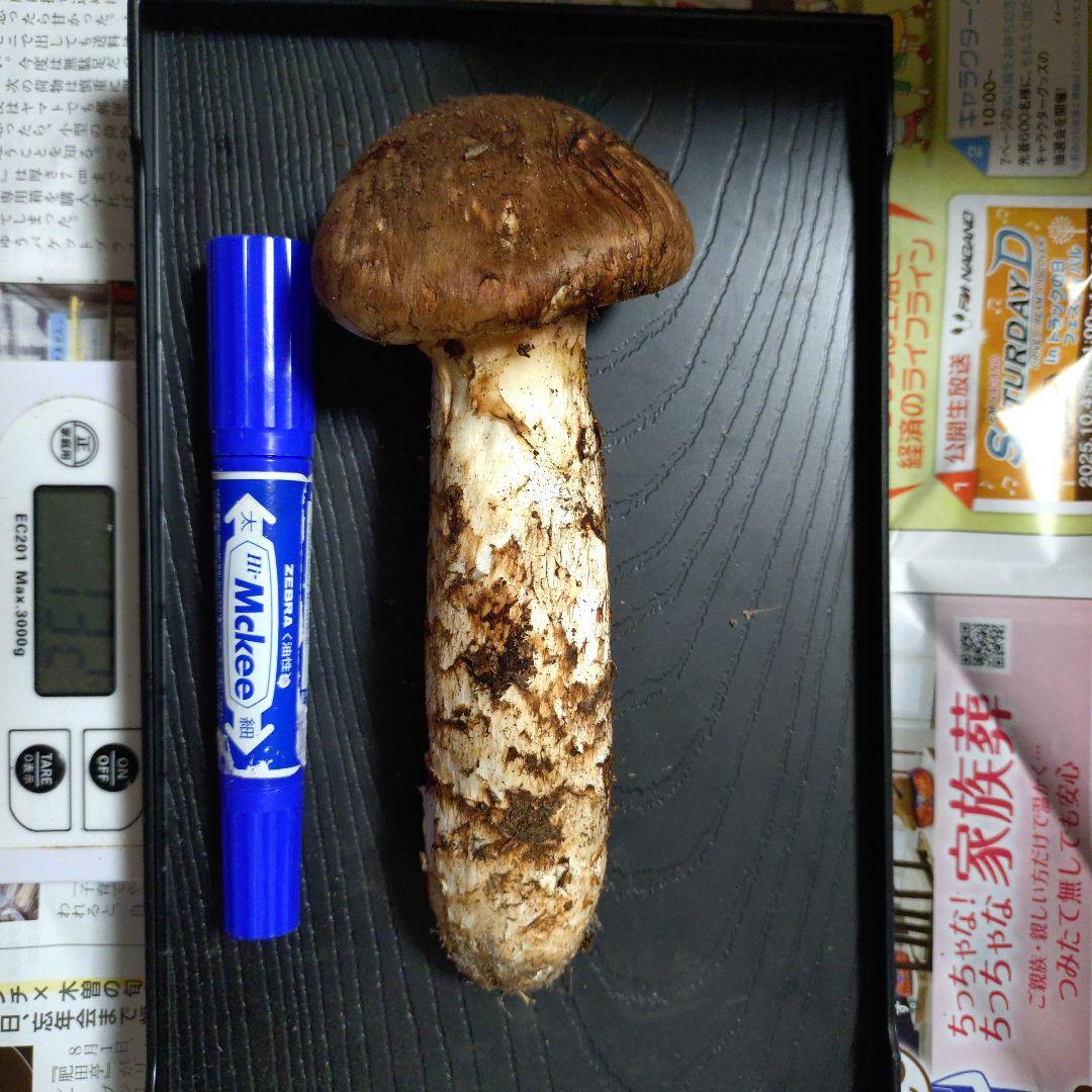 ヒロ15様　長野県産　南信州産　松茸　132g　一級品　①②　クール便