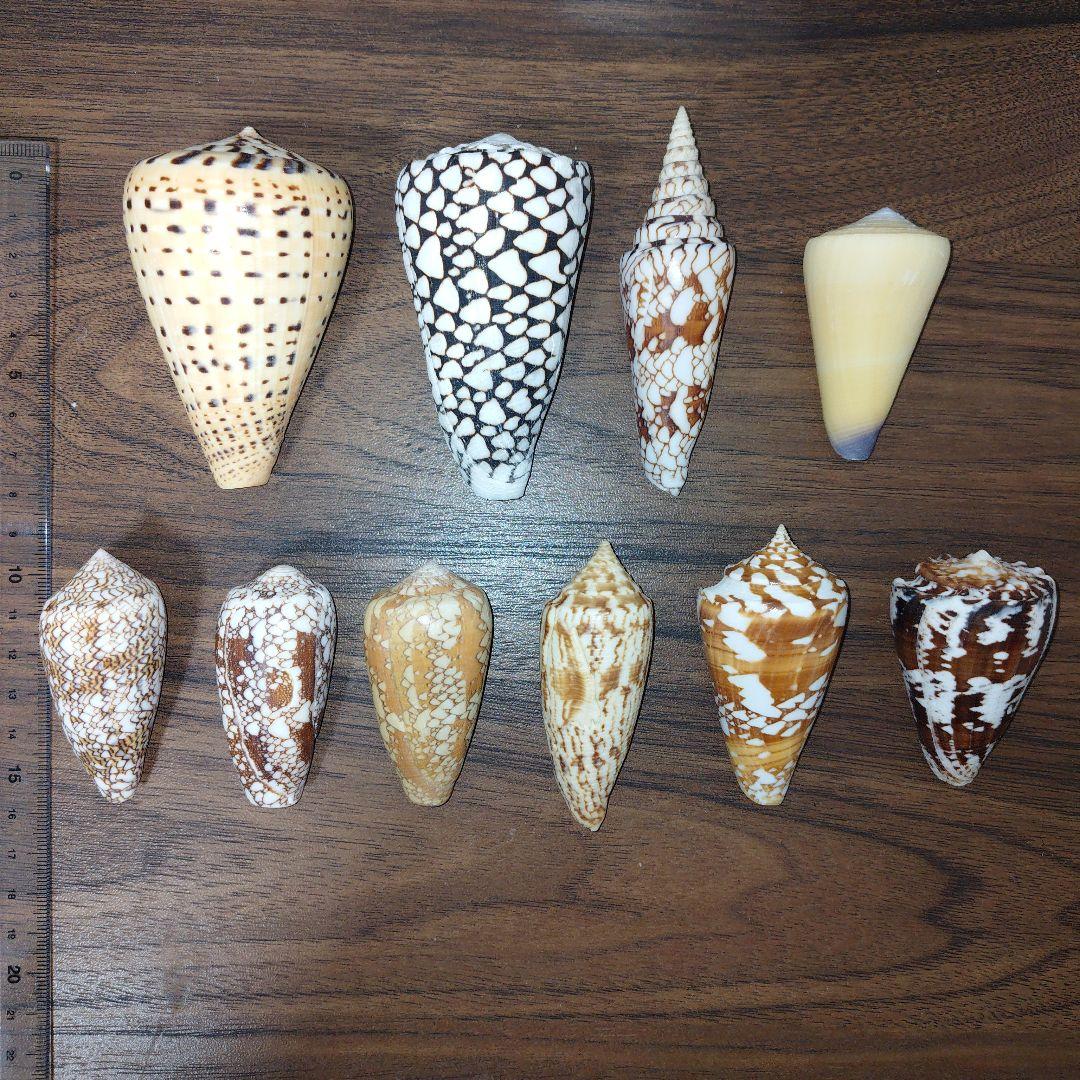 イモガイ　11種　貝殻　標本