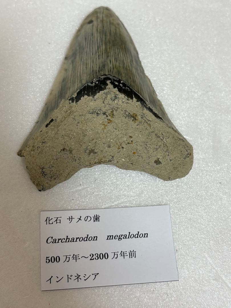 化石サメの歯メガロドンインドネシア約9.6cm 約134g 新生代第三紀中新世