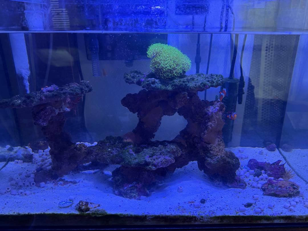 海水魚飼育セット