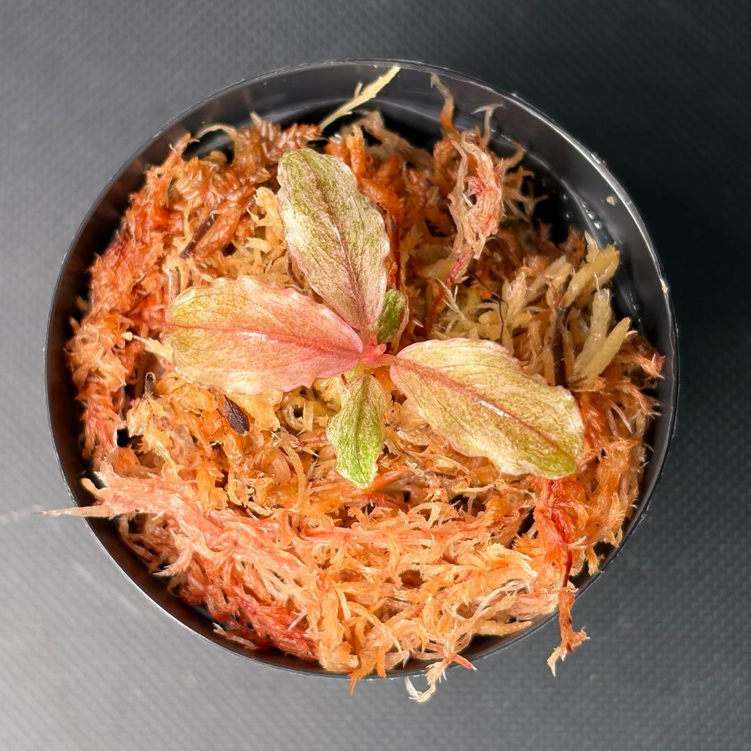 水草 Bucephalandra sp. pink variegata