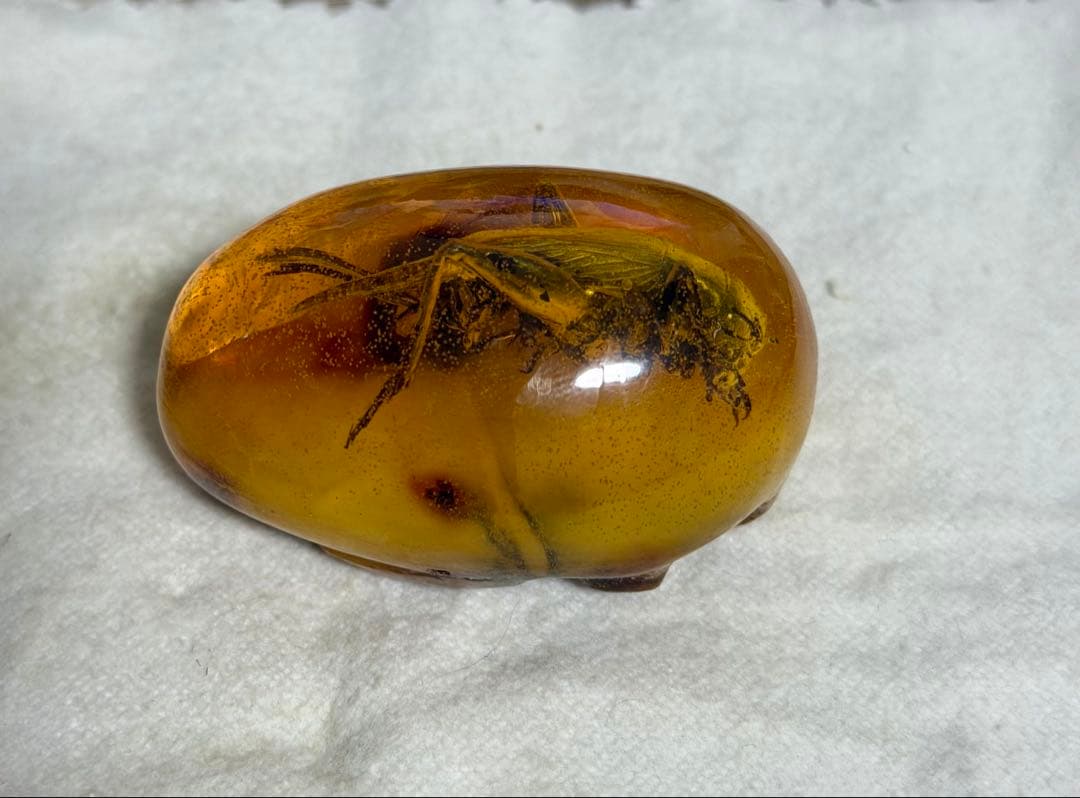 虫入り琥珀 天然アンバー 約30g 高透明 大型昆虫封入 標本