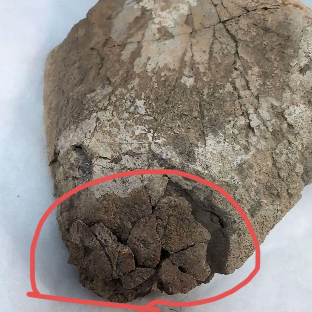 本物特大　博物館級　恐竜　ハドロサウルスの脛骨　化石　モンタナ　ネームプレート付