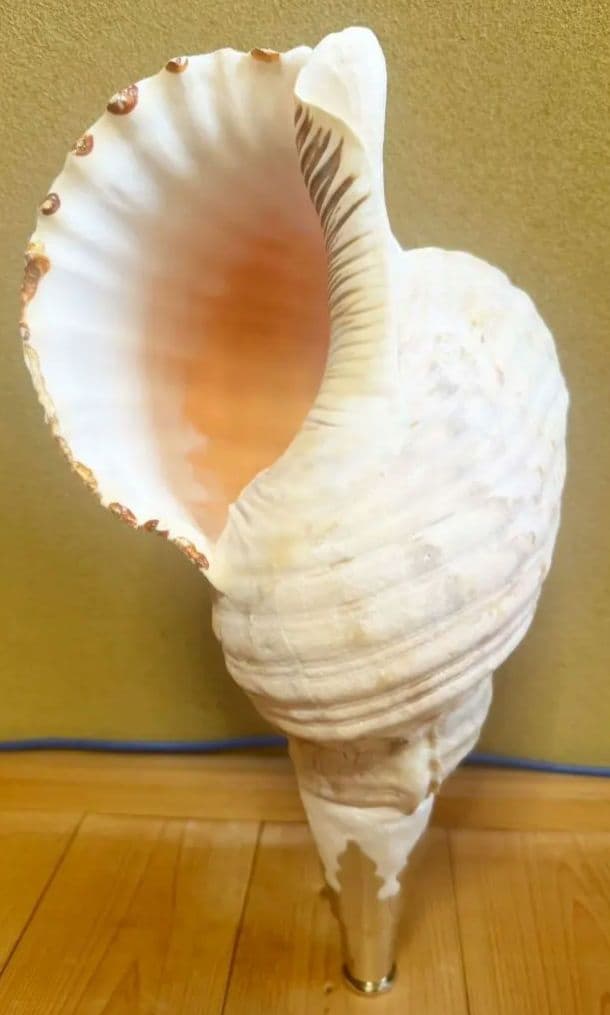 本日限定セール‼️特大40㎝ 修験道法螺貝 山伏 密教　魔除け　熊よけ