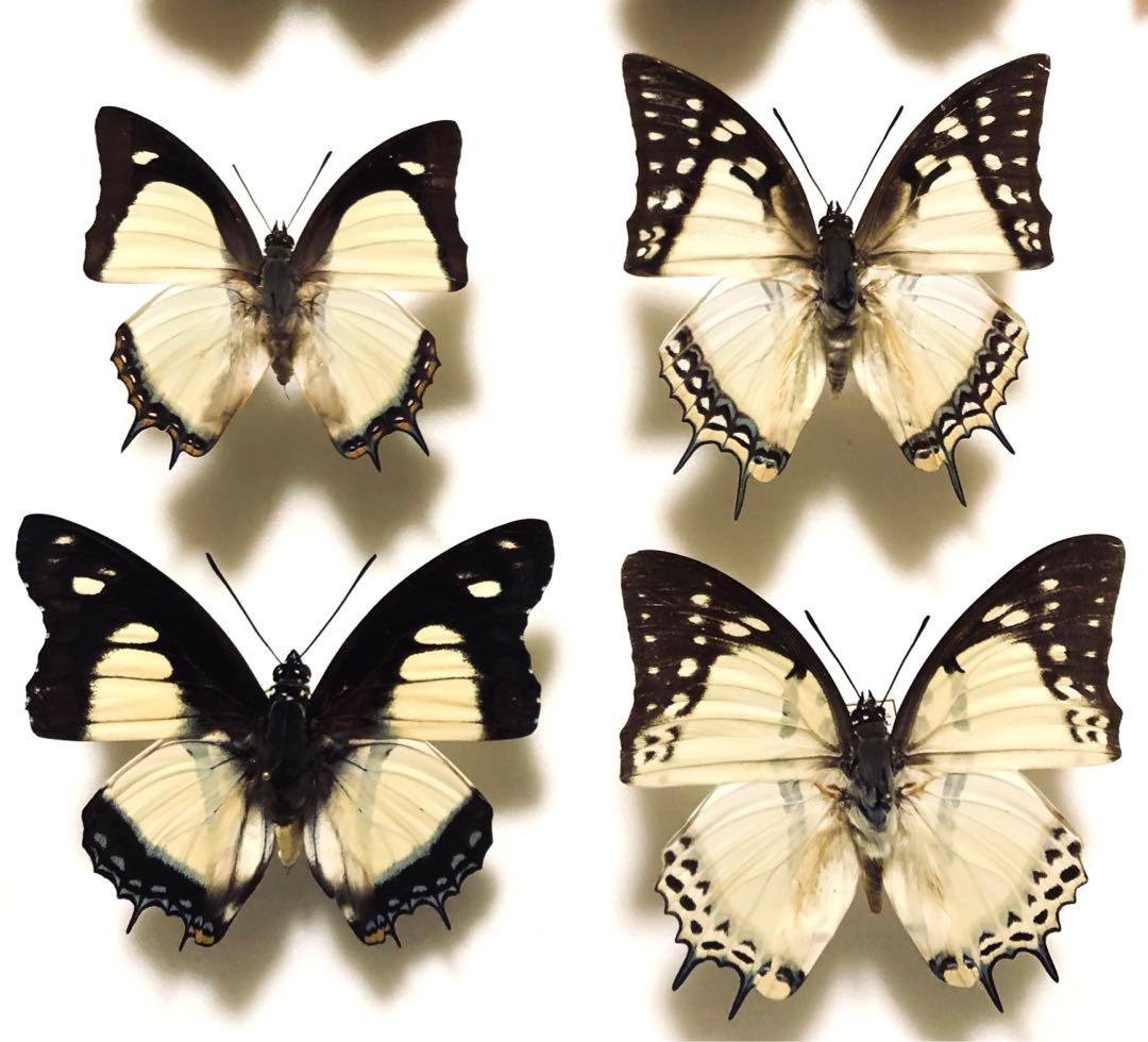 蝶標本　コエボン様リクエスト品❗️フタオ、ウスバ、ヤエヤマイチモンジ