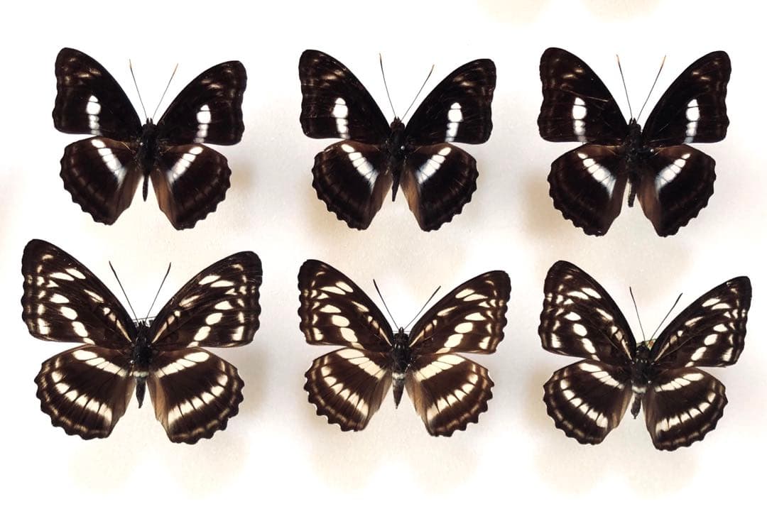 蝶標本　コエボン様リクエスト品❗️フタオ、ウスバ、ヤエヤマイチモンジ