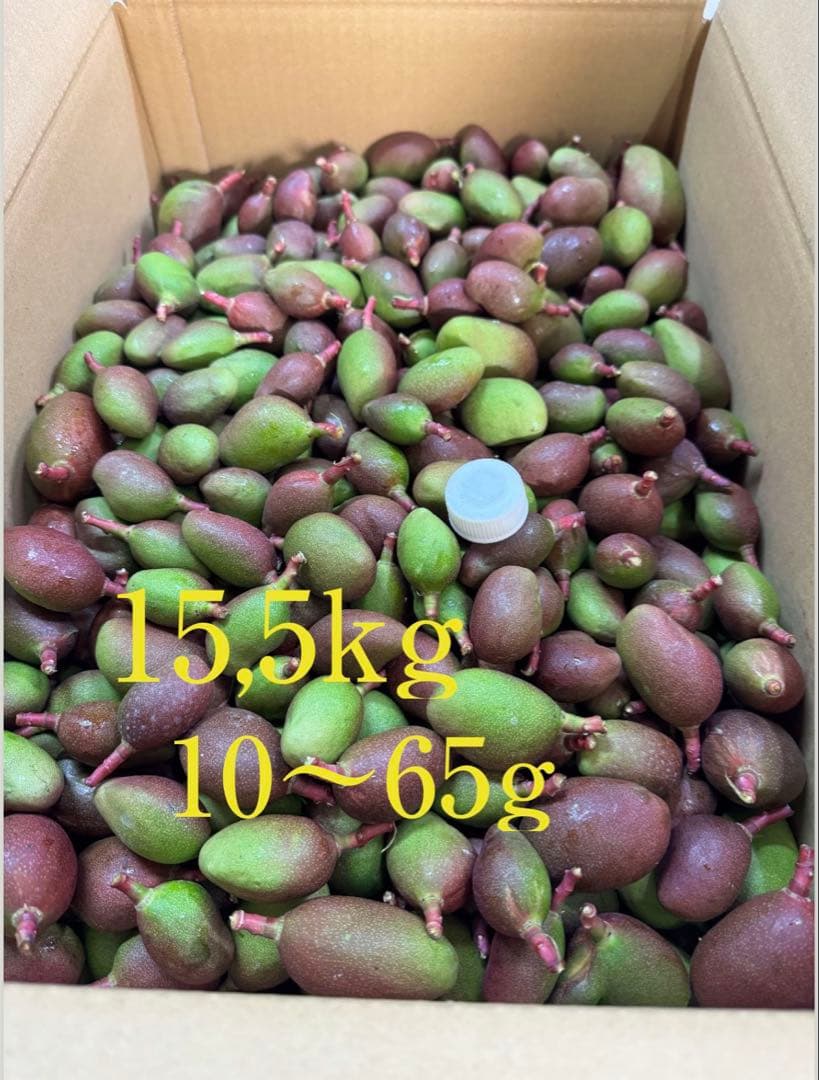 摘果マンゴー 15.5kg