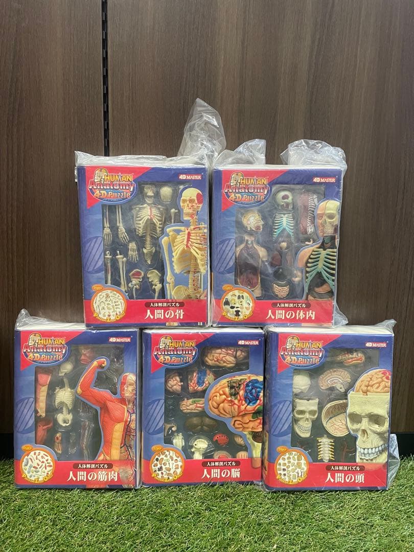 人体解剖パズル 人間の筋肉　人間の骨　人間の体内　人間の頭　人間の脳