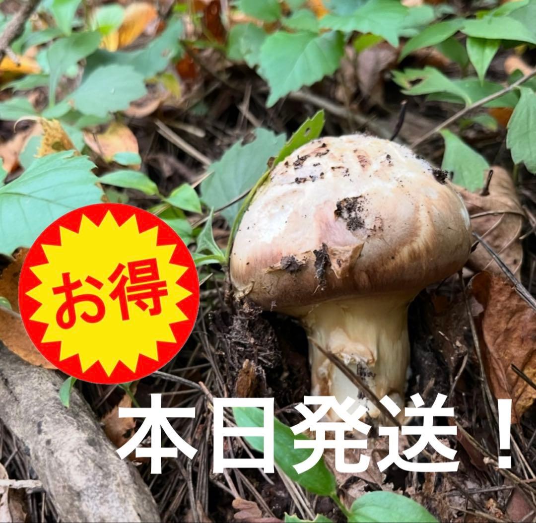 【大人気‼︎ 訳あり特価‼︎ 傘大量470g】 本日採れ‼︎ 松茸◆クール便発送◆