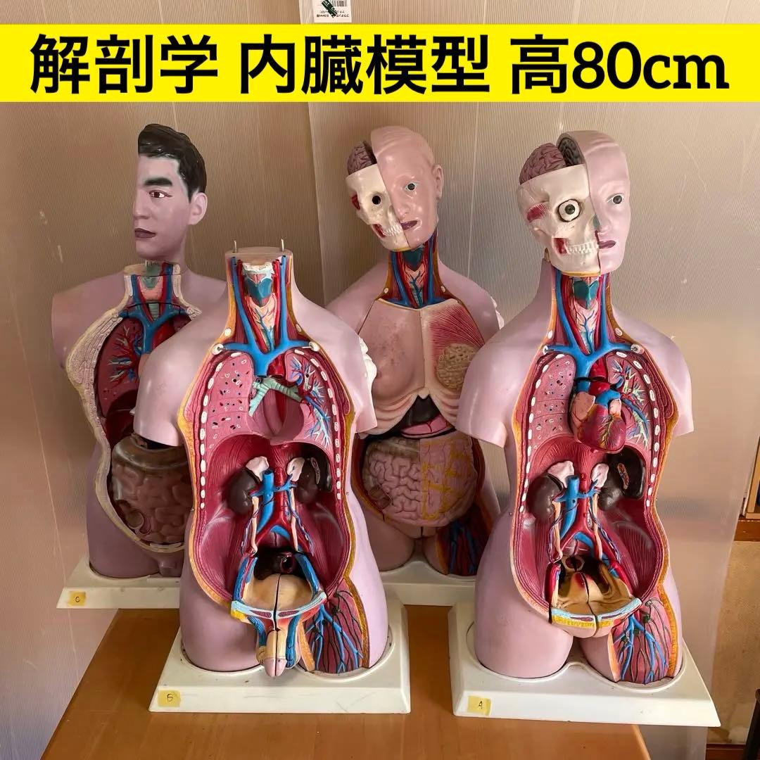 解剖学 内臓模型 トルソー 解剖模型 人体模型 標本 医療器具 大学病院 医学