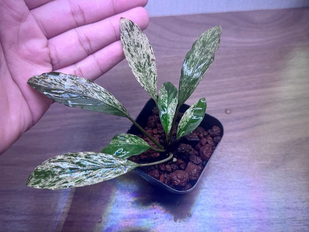 ブセファランドラ　斑入り株　Pipto Variegata