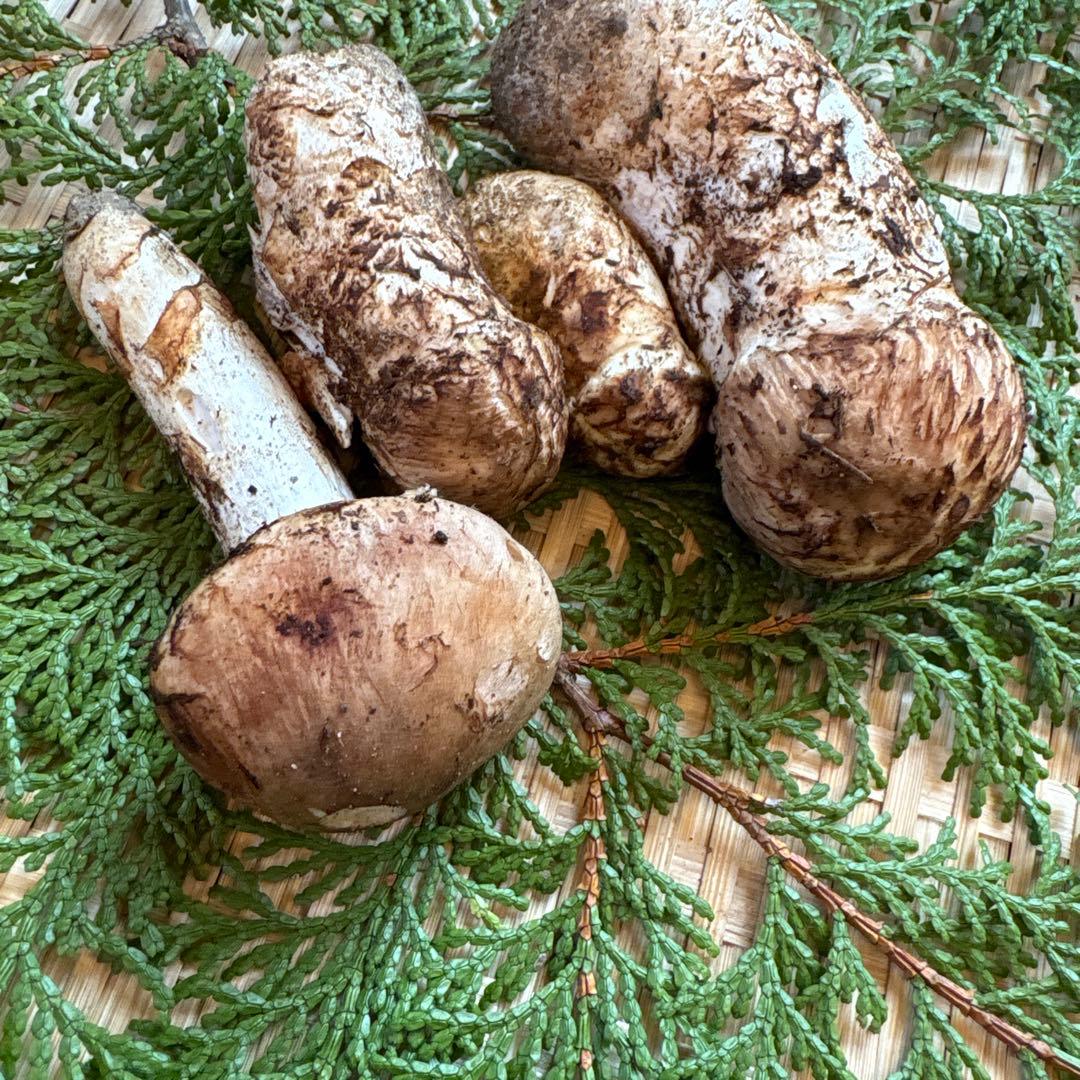 長野県南信州産‼️松茸 大小　4本セット 130g 10/24朝採れ