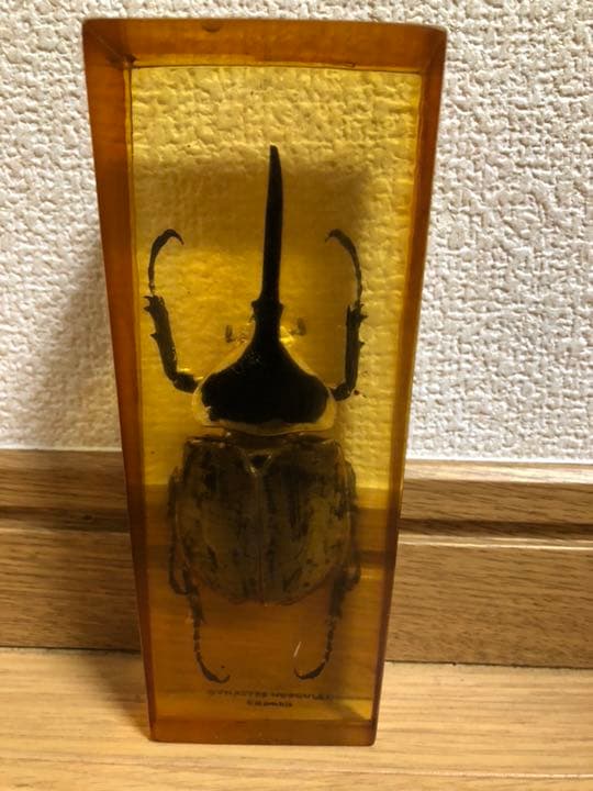 ⭐︎値下げ⭐︎ヘラクレスオオカブト 標本 樹脂 琥珀