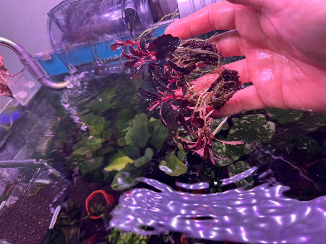 は*る様 ブセファランドラ Neo 2015 ― 大株　群生株　15株程度