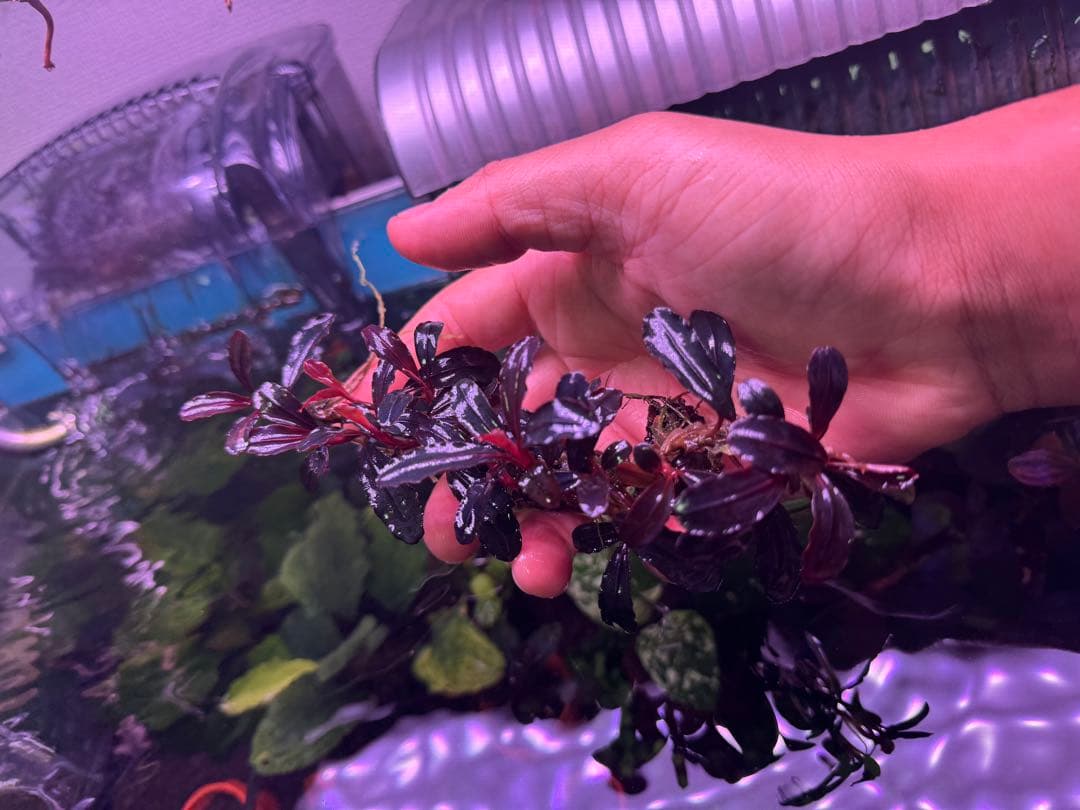 は*る様 ブセファランドラ Neo 2015 ― 大株　群生株　15株程度